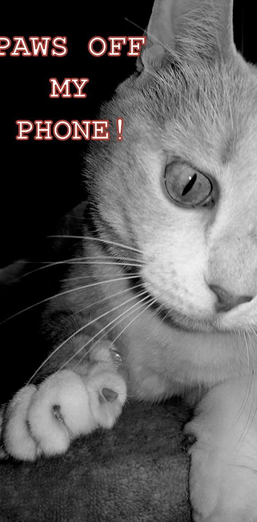 Paws Off Cat de 1ArtfulAngel - en ZEDGEâ, Funny Get Off My Phone fondo de pantalla del teléfono